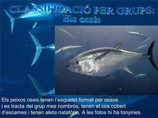 CLASSIFICACIÓ PER GRUPS:  Els ossis Els peixos ossis tenen l’esquelet format per ossos i es tracta del grup mes nombrós, tenen el cos cobert d’escames i tenen aleta natatòria. A les fotos hi ha tonyines. 