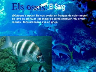 Els ossis:  El Sarg (Diplodus sargus) . De cos ovalat en franges de color negre, de jove es omnívor i de major es torna carnívor. Viu entre roques i fons arenosos i va en grup.  