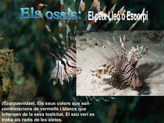 Els ossis:  El peix Lleó o Escorpí ( Scorpaenidae ). Els seus colors que son combinacions de vermells i blancs que informen de la seva toxicitat. El seu verí es troba als radis de les aletes.  