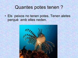 Quantes potes tenen ? Els  peixos no tenen potes. Tenen aletes perquè  amb elles neden. 