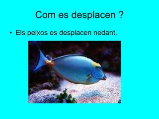 Com es desplacen ? Els peixos es desplacen nedant. 