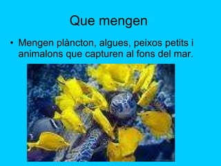 Que mengen  Mengen plàncton, algues, peixos petits i animalons que capturen al fons del mar. 