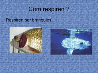 Com respiren ? Respiren per brànquies. 