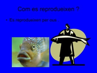 Com es reprodueixen ? Es reprodueixen per ous . 