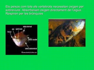 Els peixos com tots els vertebrats necessiten oxigen per sobreviure. Absorbeixen oxigen directament de l’aigua. Respiren per les brànquies 