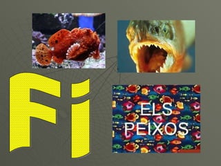 Fi 