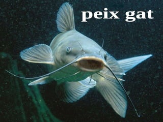 peix gat 