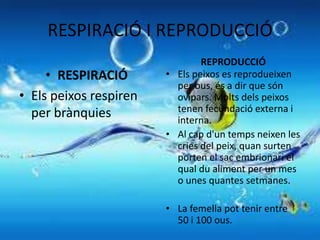 RESPIRACIÓ I REPRODUCCIÓ
                                REPRODUCCIÓ
     • RESPIRACIÓ       • Els peixos es reprodueixen
                          per ous, és a dir que són
• Els peixos respiren     ovípars. Molts dels peixos
  per brànquies           tenen fecundació externa i
                          interna.
                        • Al cap d'un temps neixen les
                          cries del peix, quan surten
                          porten el sac embrionari el
                          qual du aliment per un mes
                          o unes quantes setmanes.

                        • La femella pot tenir entre
                          50 i 100 ous.
 