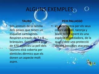 ALGUNS EXEMPLES
            TAURO                       PEIX PALLASSO
• Són animals de la família      • es caracteritza per els seus
  dels peixos que tenen un         colors vermell, taronja y
  esquelet cartilaginós.           blanc teòricament és una
  Respiren a través de 7 o 8       espècie depredadora, de la
  brànquies. Existeixen a prop     qual s’obté una protecció
  de 470 espècies La pell dels     davant possibles atacants.
  taurons està coberta per
  denticles dèrmics que els
  donen un aspecte molt
  aspre.
 
