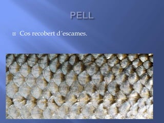  Cos recobert d´escames.
 