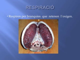  Respiren per branquies que retenen l´oxigen.
 