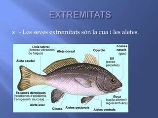  - Les seves extremitats són la cua i les aletes.
 