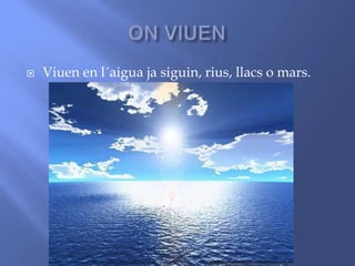  Viuen en l´aigua ja siguin, rius, llacs o mars.
 