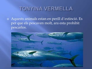  Aquests animals estan en perill d´extinció. Es
per que els pescaven molt, ara esta prohibit
pescarlos.
 