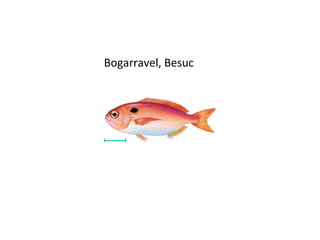 Bogarravel, Besuc
 