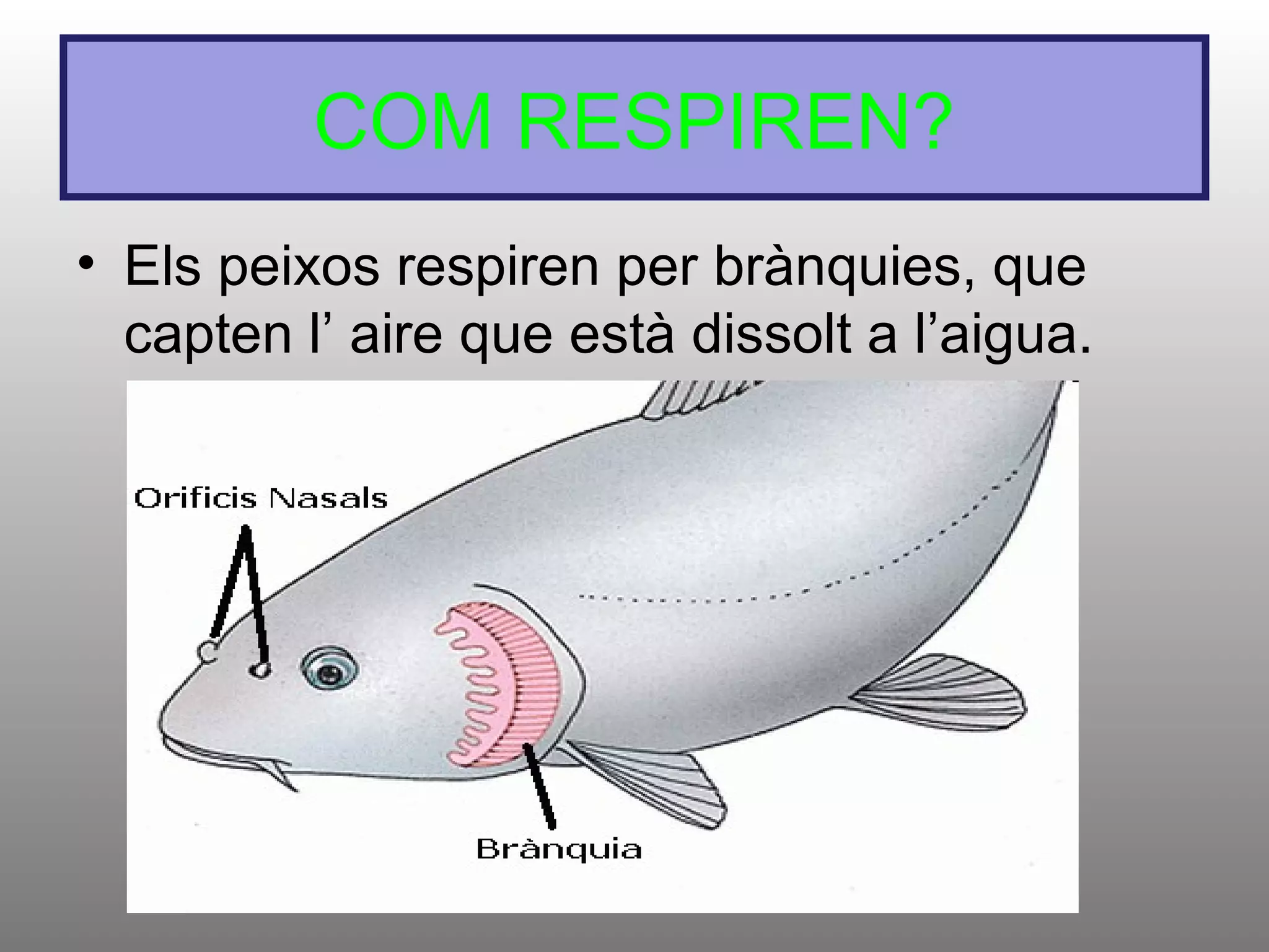 COM RESPIREN?
• Els peixos respiren per brànquies, que
capten l’ aire que està dissolt a l’aigua.
 