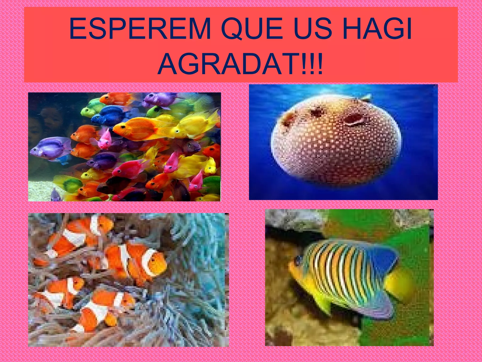 ESPEREM QUE US HAGI
AGRADAT!!!
 