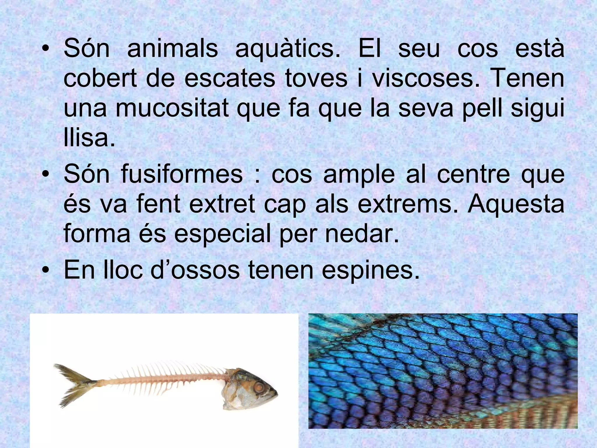• Són animals aquàtics. El seu cos està
cobert de escates toves i viscoses. Tenen
una mucositat que fa que la seva pell sigui
llisa.
• Són fusiformes : cos ample al centre que
és va fent extret cap als extrems. Aquesta
forma és especial per nedar.
• En lloc d’ossos tenen espines.
 