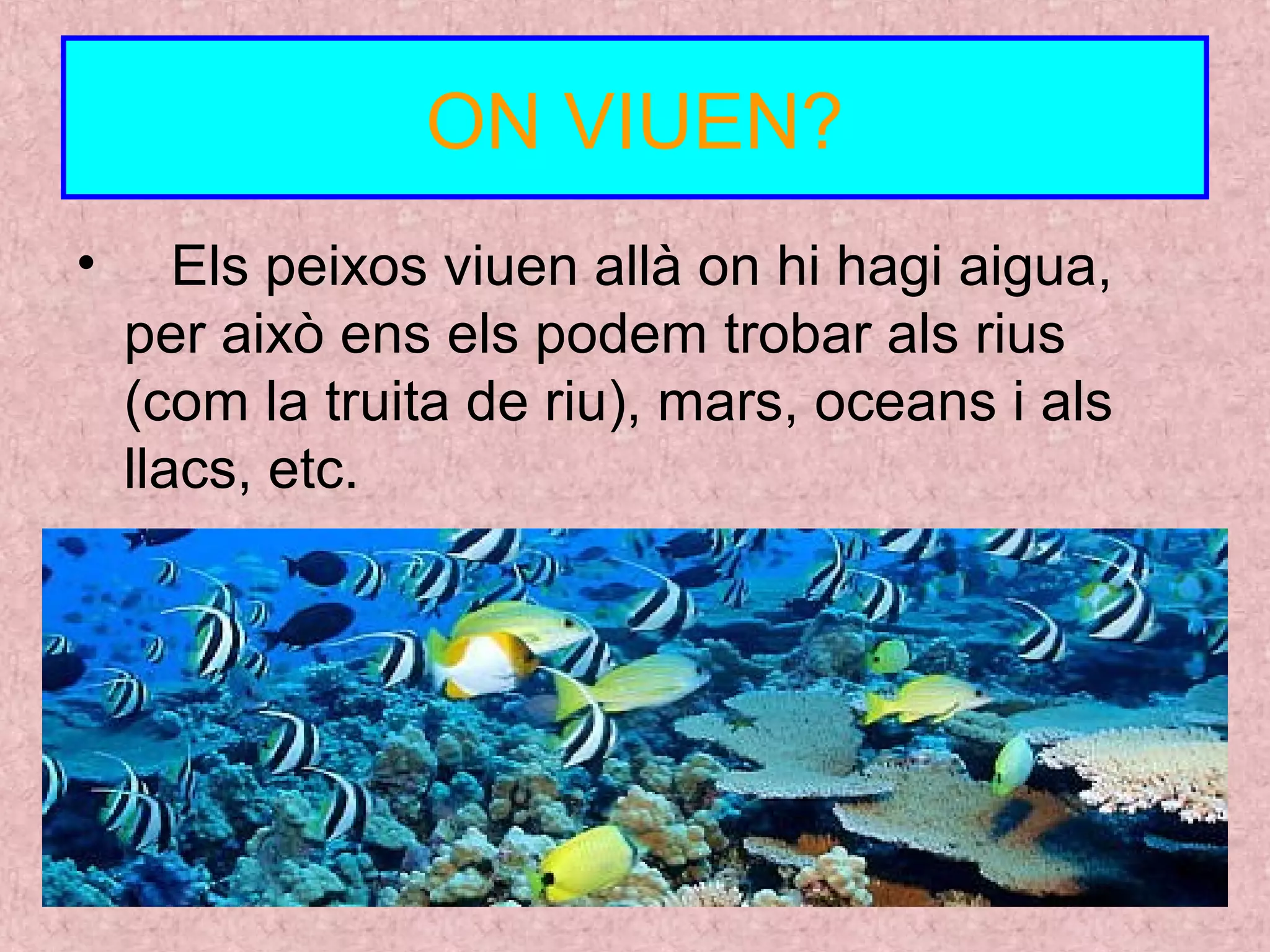 ON VIUEN?
• Els peixos viuen allà on hi hagi aigua,
per això ens els podem trobar als rius
(com la truita de riu), mars, oceans i als
llacs, etc.
 