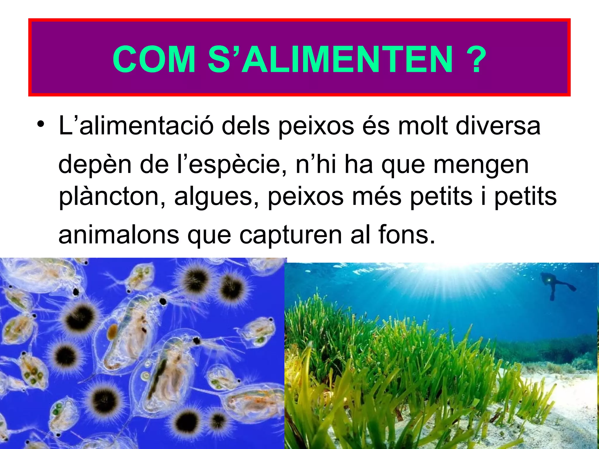 COM S’ALIMENTEN ?
• L’alimentació dels peixos és molt diversa
depèn de l’espècie, n’hi ha que mengen
plàncton, algues, peixos més petits i petits
animalons que capturen al fons.
 