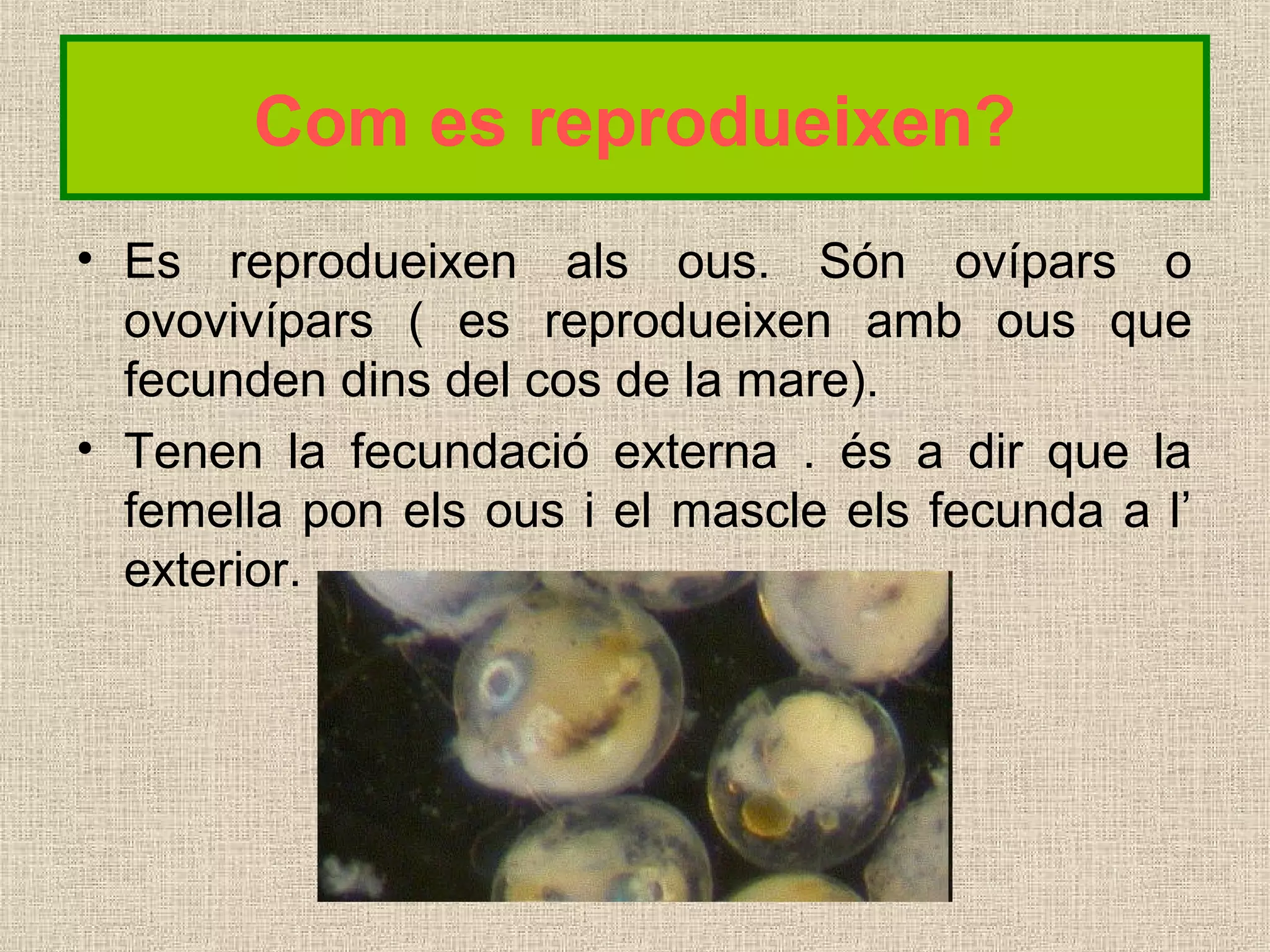 Com es reprodueixen?
• Es reprodueixen als ous. Són ovípars o
ovovivípars ( es reprodueixen amb ous que
fecunden dins del cos de la mare).
• Tenen la fecundació externa . és a dir que la
femella pon els ous i el mascle els fecunda a l’
exterior.
 