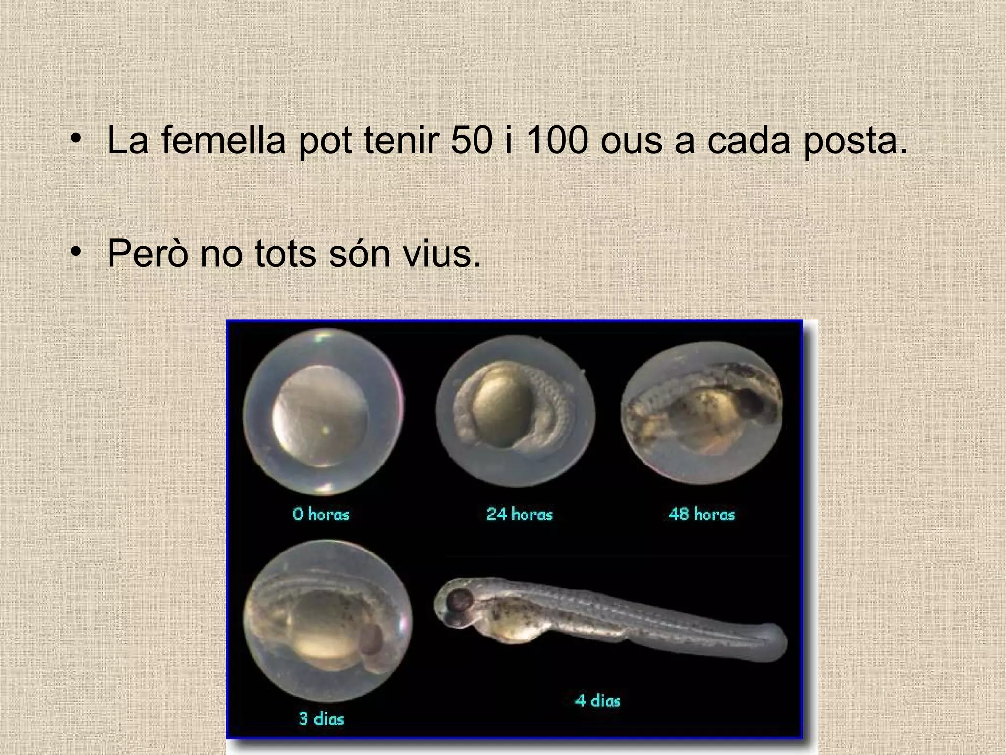• La femella pot tenir 50 i 100 ous a cada posta.
• Però no tots són vius.
 