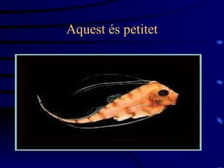 Aquest és petitet 