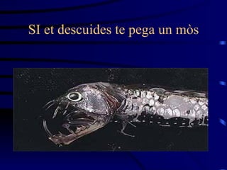 SI et descuides te pega un mòs 