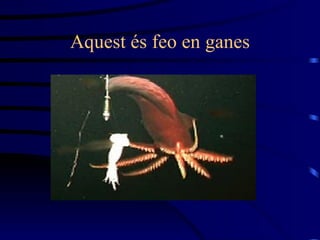 Aquest és feo en ganes 