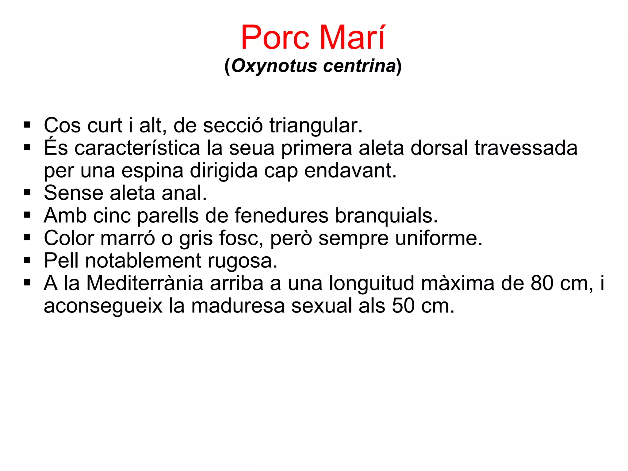Porc Marí ( Oxynotus centrina ) Cos curt i alt, de secció triangular. És característica la seua primera aleta dorsal travessada per una espina dirigida cap endavant. Sense aleta anal. Amb cinc parells de fenedures branquials. Color marró o gris fosc, però sempre uniforme. Pell notablement rugosa. A la Mediterrània arriba a una longuitud màxima de 80 cm, i aconsegueix la maduresa sexual als 50 cm. 