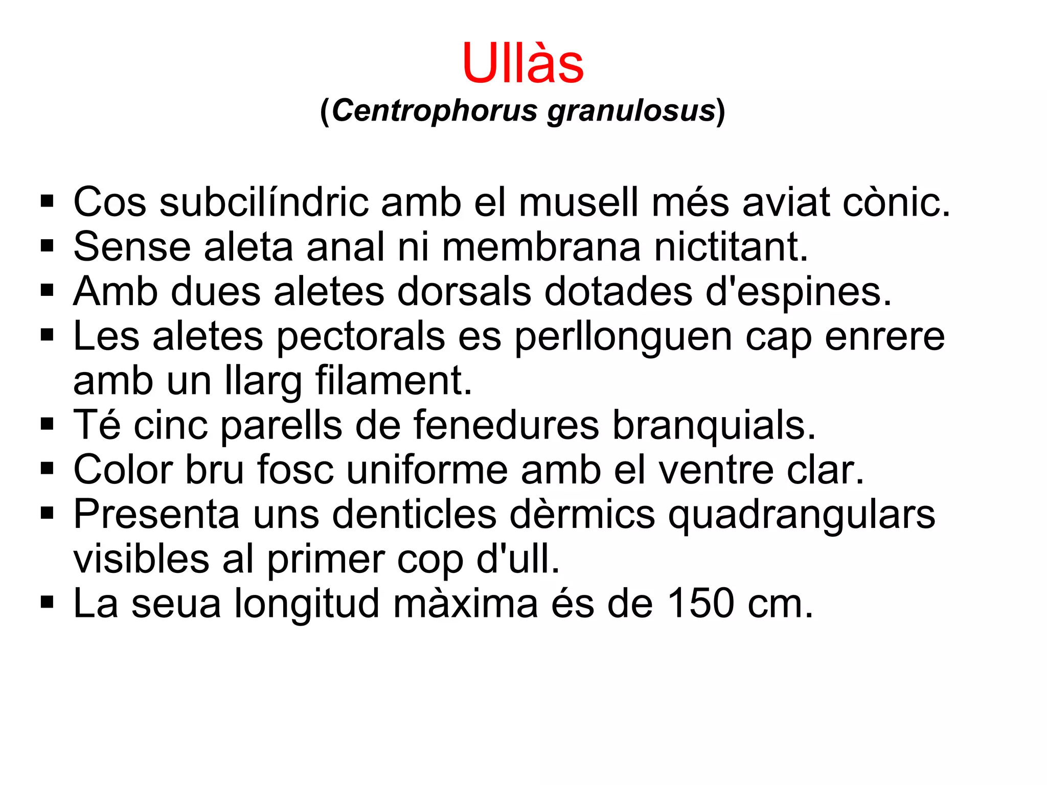 Ullàs ( Centrophorus granulosus ) Cos subcilíndric amb el musell més aviat cònic. Sense aleta anal ni membrana nictitant. Amb dues aletes dorsals dotades d'espines. Les aletes pectorals es perllonguen cap enrere amb un llarg filament. Té cinc parells de fenedures branquials. Color bru fosc uniforme amb el ventre clar. Presenta uns denticles dèrmics quadrangulars visibles al primer cop d'ull. La seua longitud màxima és de 150 cm. 