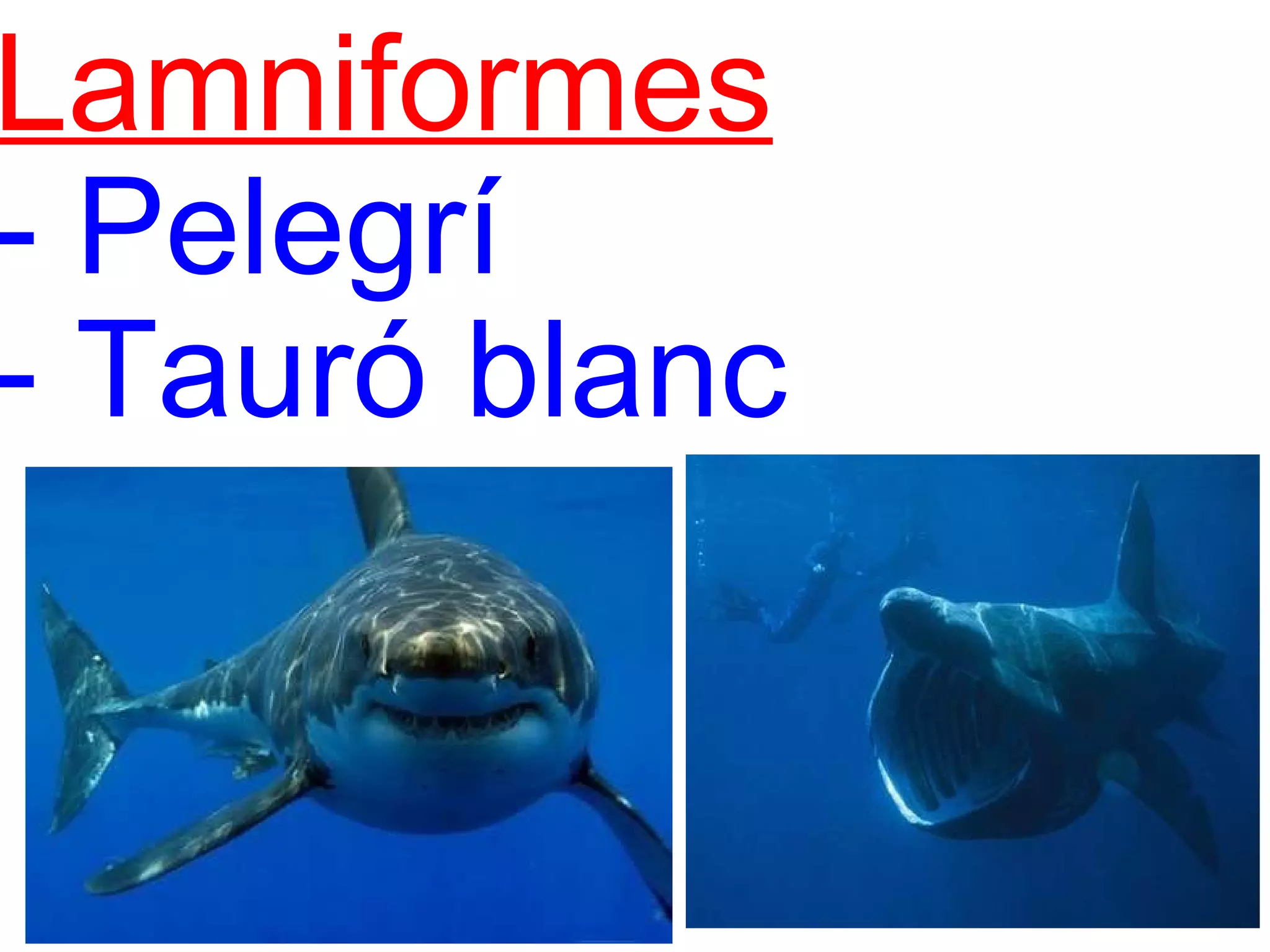 Lamniformes   - Pelegrí  - Tauró blanc 