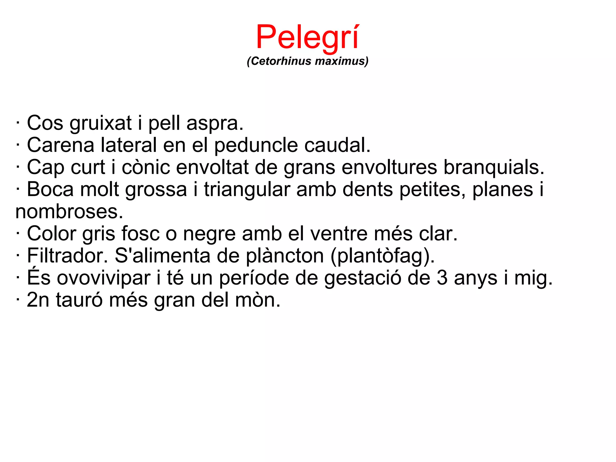 Pelegrí (Cetorhinus maximus) · Cos gruixat i pell aspra. · Carena lateral en el peduncle caudal. · Cap curt i cònic envoltat de grans envoltures branquials. · Boca molt grossa i triangular amb dents petites, planes i nombroses. · Color gris fosc o negre amb el ventre més clar. · Filtrador. S'alimenta de plàncton (plantòfag). · És ovovivipar i té un període de gestació de 3 anys i mig. · 2n tauró més gran del mòn. 