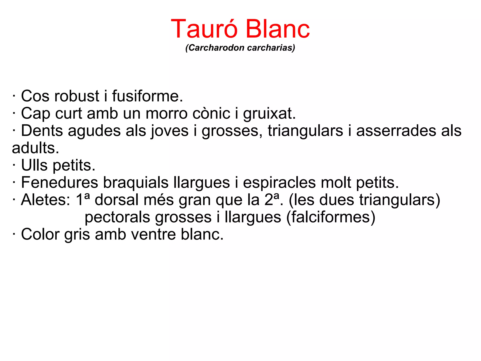 Tauró Blanc (Carcharodon carcharias) · Cos robust i fusiforme. · Cap curt amb un morro cònic i gruixat.  · Dents agudes als joves i grosses, triangulars i asserrades als adults.  · Ulls petits. · Fenedures braquials llargues i espiracles molt petits. · Aletes: 1ª dorsal més gran que la 2ª. (les dues triangulars)                  pectorals grosses i llargues (falciformes) · Color gris amb ventre blanc. 
