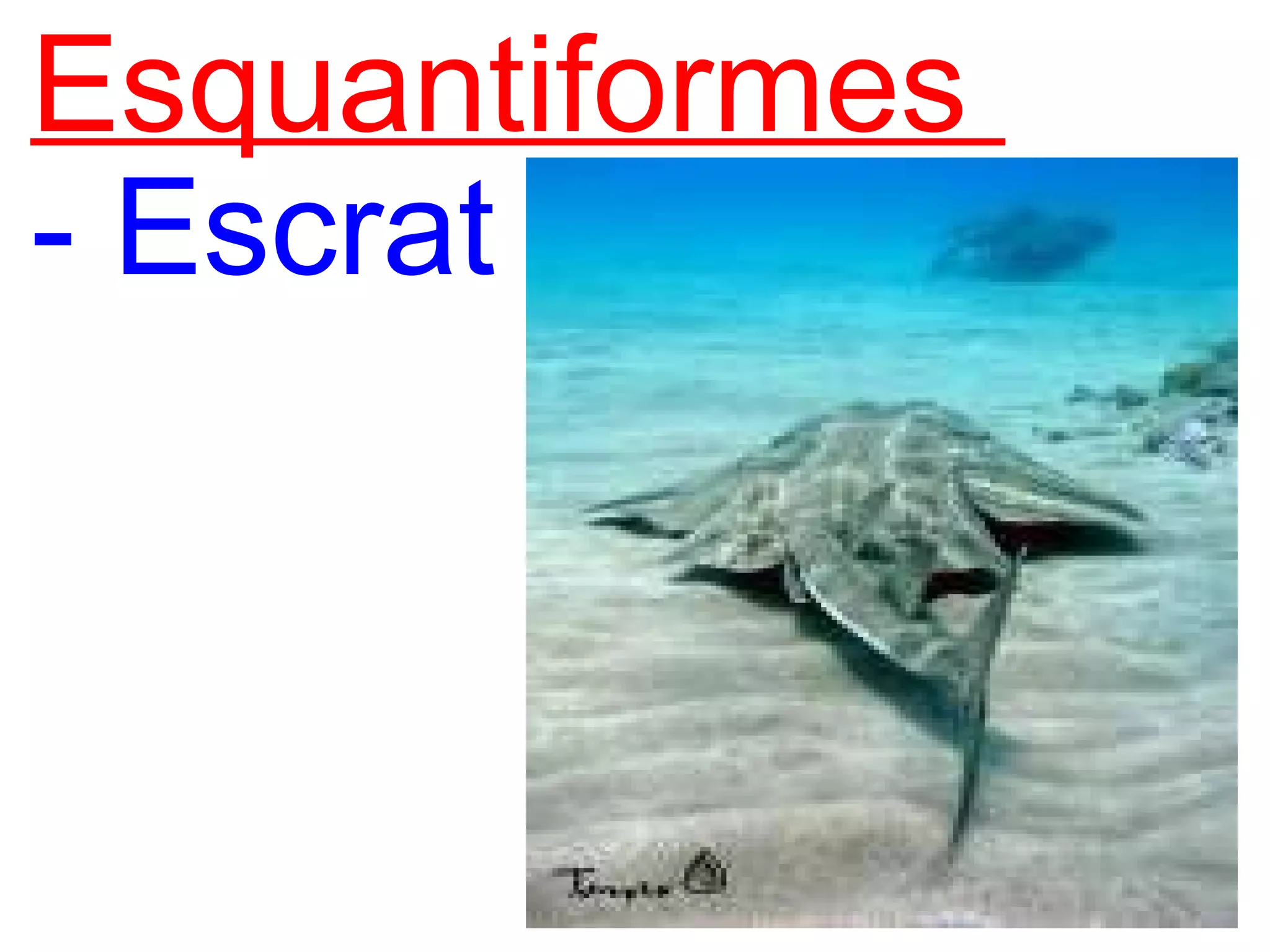   Esquantiformes    - Escrat 