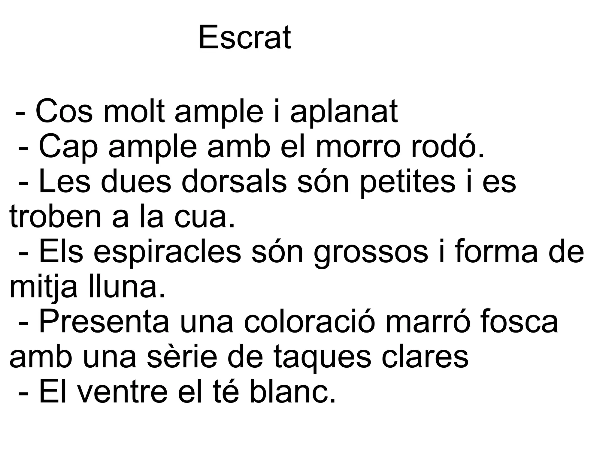                      Escrat   - Cos molt ample i aplanat    - Cap ample amb el morro rodó.   - Les dues dorsals són petites i es troben a la cua.    - Els espiracles són grossos i forma de mitja lluna.    - Presenta una coloració marró fosca amb una sèrie de taques clares    - El ventre el té blanc. 