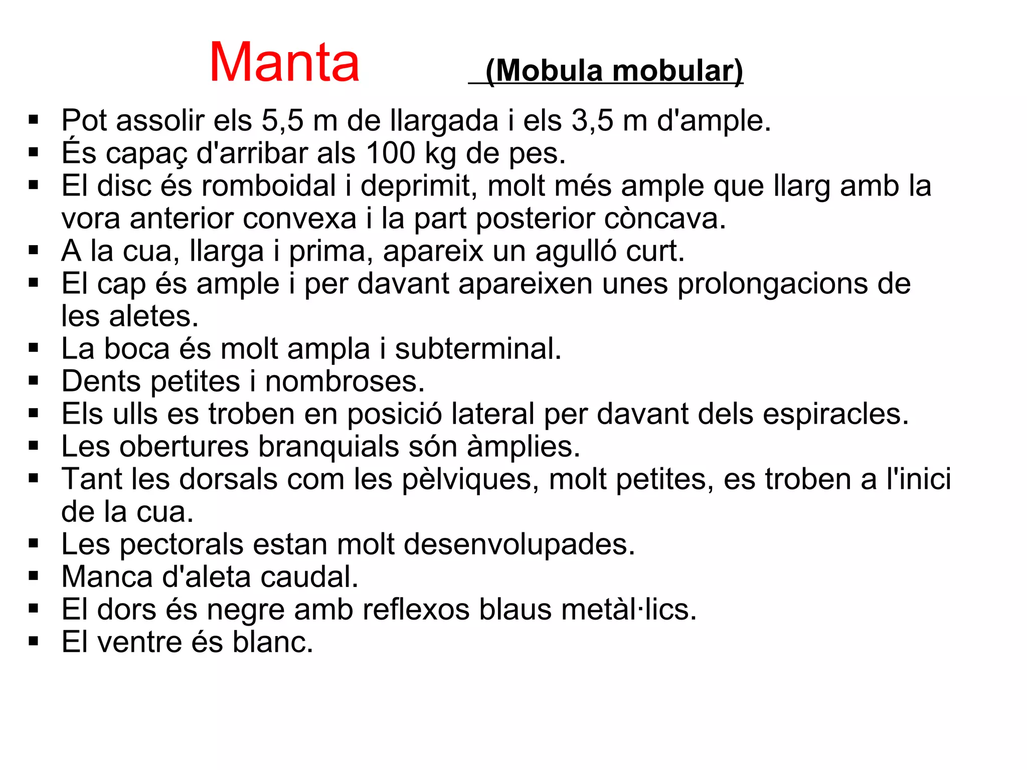              Manta          (Mobula mobular) Pot assolir els 5,5 m de llargada i els 3,5 m d'ample. És capaç d'arribar als 100 kg de pes. El disc és romboidal i deprimit, molt més ample que llarg amb la vora anterior convexa i la part posterior còncava. A la cua, llarga i prima, apareix un agulló curt. El cap és ample i per davant apareixen unes prolongacions de les aletes. La boca és molt ampla i subterminal. Dents   petites i nombroses. Els ulls es troben en posició lateral per davant dels espiracles. Les obertures branquials són àmplies. Tant les dorsals com les pèlviques, molt petites, es troben a l'inici de la cua. Les pectorals estan molt desenvolupades. Manca d'aleta caudal. El dors és negre amb reflexos blaus metàl·lics. El ventre és blanc. 