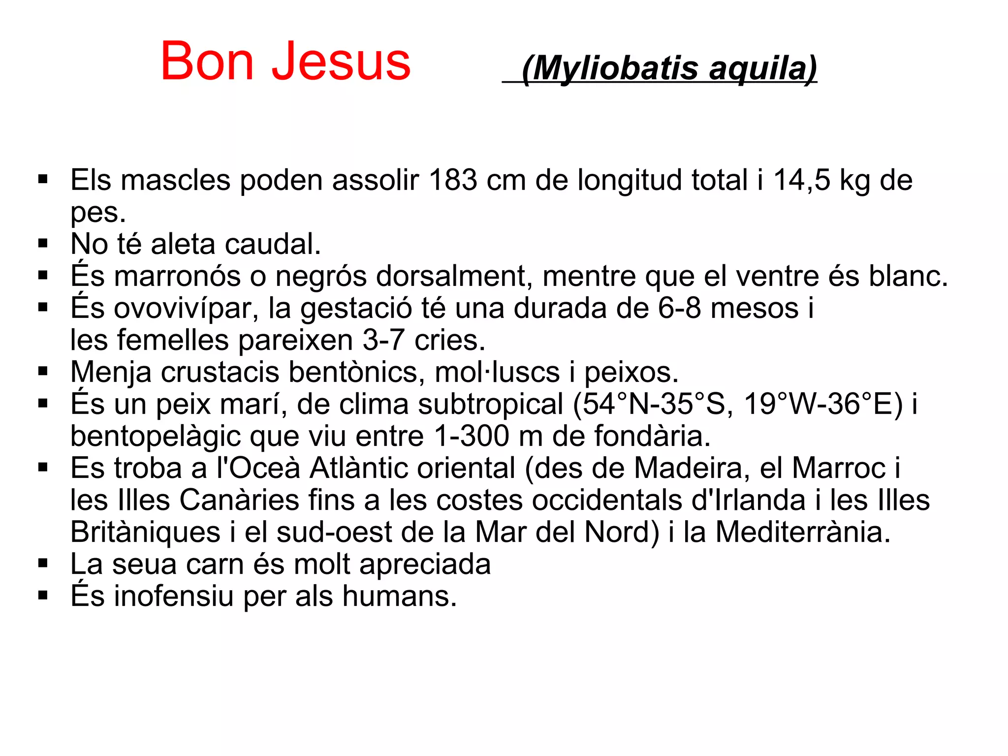           Bon Jesus         (Myliobatis aquila) Els mascles poden assolir 183 cm de longitud total i 14,5 kg de pes. No té aleta caudal. És marronós o negrós dorsalment, mentre que el ventre és blanc. És ovovivípar, la gestació té una durada de 6-8 mesos i les femelles pareixen 3-7 cries. Menja crustacis bentònics, mol·luscs i peixos. És un peix marí, de clima subtropical (54°N-35°S, 19°W-36°E) i bentopelàgic que viu entre 1-300 m de fondària. Es troba a l'Oceà Atlàntic oriental (des de Madeira, el Marroc i les Illes Canàries fins a les costes occidentals d'Irlanda i les Illes Britàniques i el sud-oest de la Mar del Nord) i la Mediterrània. La seua carn és molt apreciada És inofensiu per als humans. 
