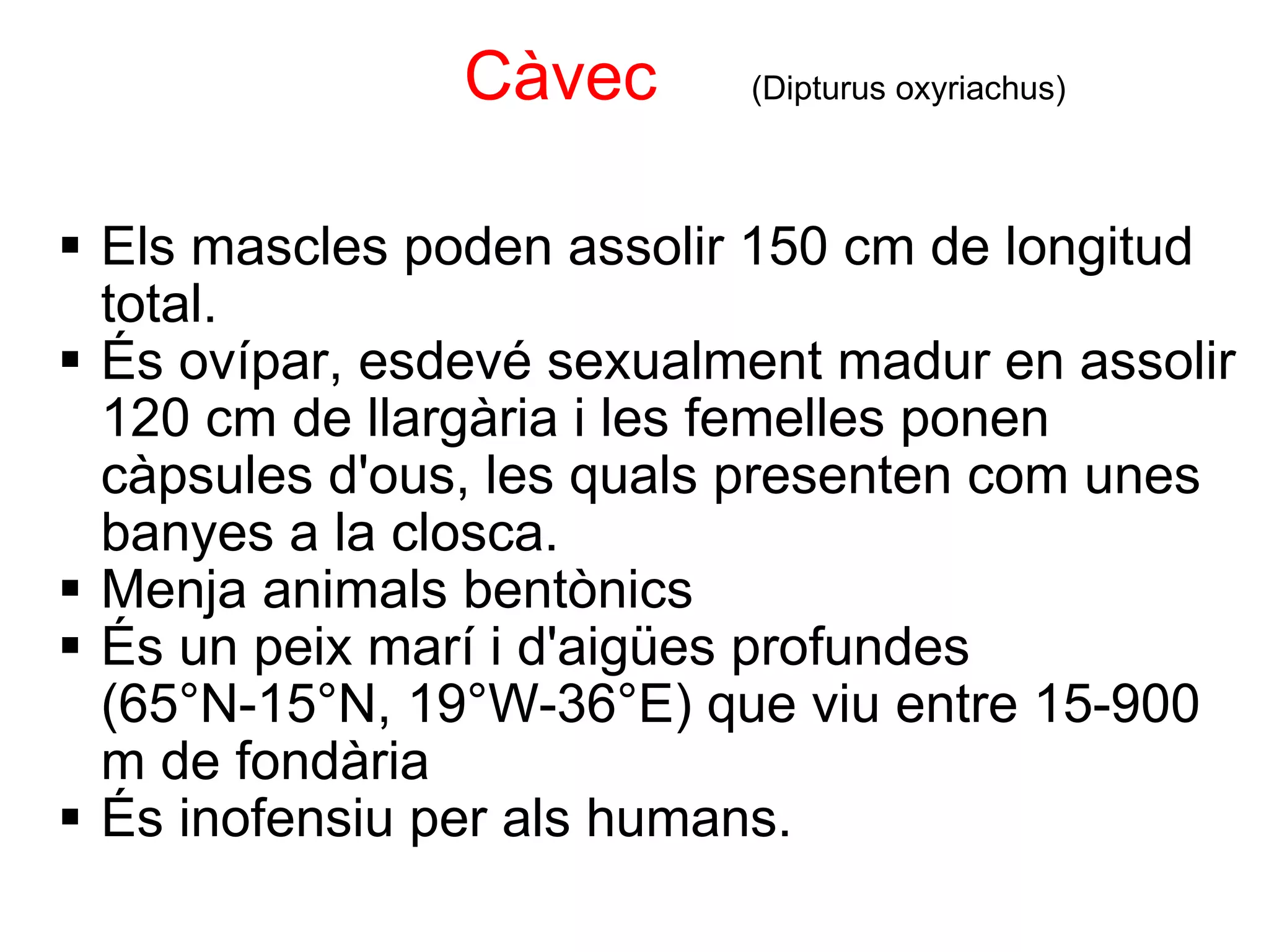                         Càvec      (Dipturus oxyriachus)    Els mascles poden assolir 150 cm de longitud total. És ovípar, esdevé sexualment madur en assolir 120 cm de llargària i les femelles ponen càpsules d'ous, les quals presenten com unes banyes a la closca. Menja animals bentònics És un peix marí i d'aigües profundes (65°N-15°N, 19°W-36°E) que viu entre 15-900 m de fondària És inofensiu per als humans. 