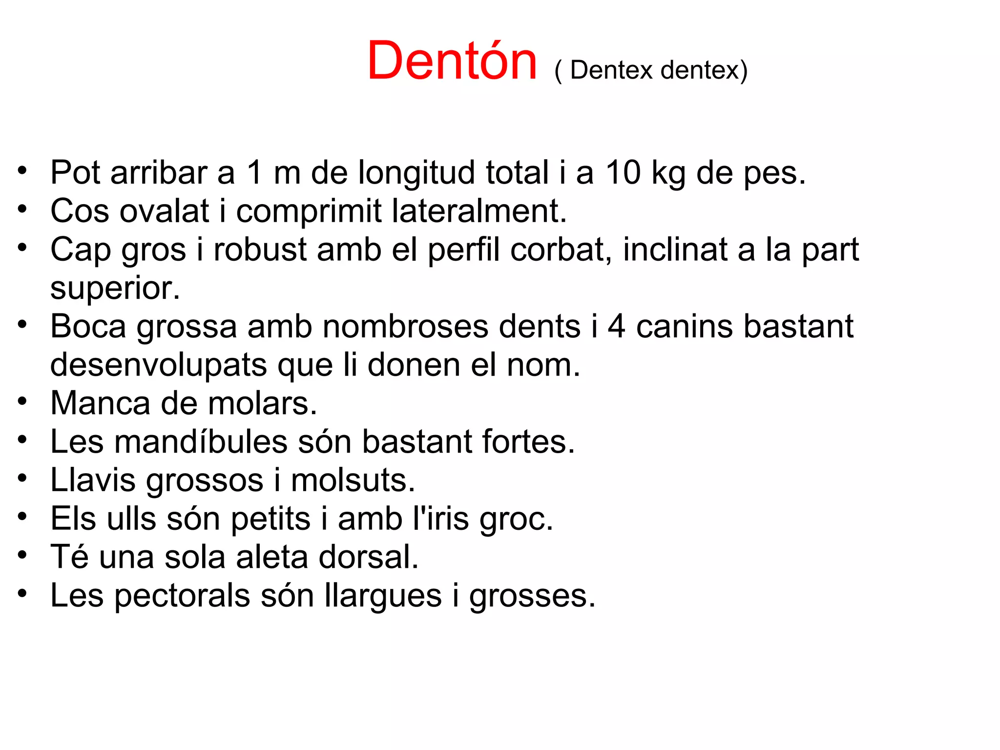                         Dentón   ( Dentex dentex) Pot arribar a 1 m de longitud total i a 10 kg de pes. Cos ovalat i comprimit lateralment. Cap gros i robust amb el perfil corbat, inclinat a la part superior. Boca grossa amb nombroses dents i 4 canins bastant desenvolupats que li donen el nom. Manca de molars. Les mandíbules són bastant fortes. Llavis grossos i molsuts. Els ulls són petits i amb l'iris groc. Té una sola aleta dorsal. Les pectorals són llargues i grosses. 