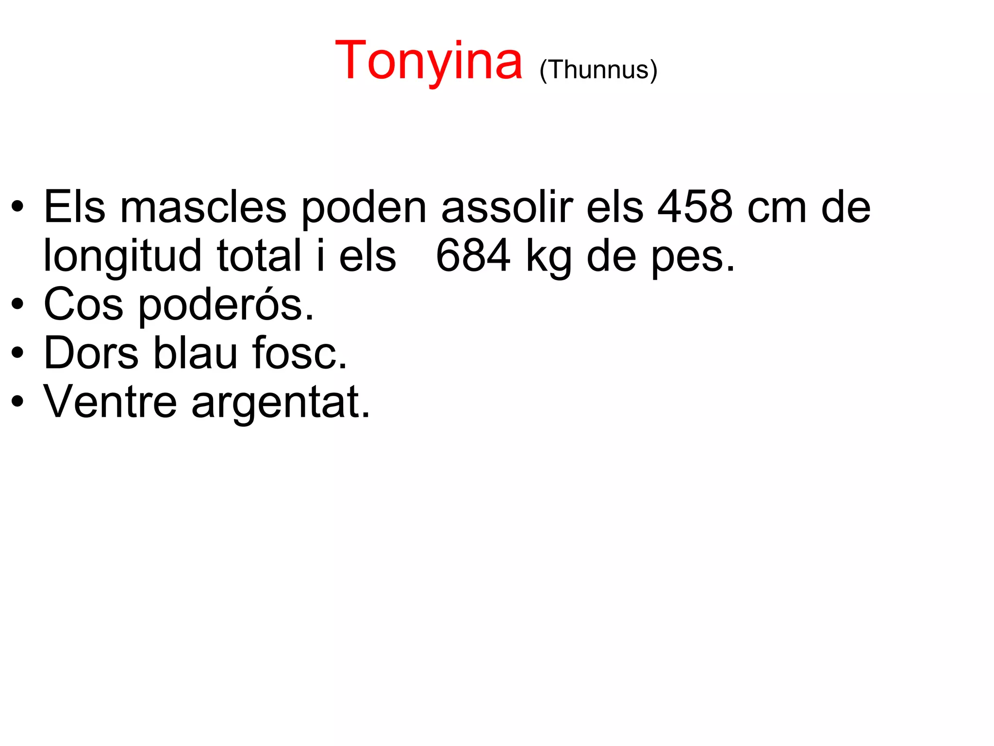                        Tonyina   (Thunnus) Els mascles poden assolir els 458 cm de longitud total i els   684 kg de pes. Cos poderós. Dors blau fosc.  Ventre argentat. 