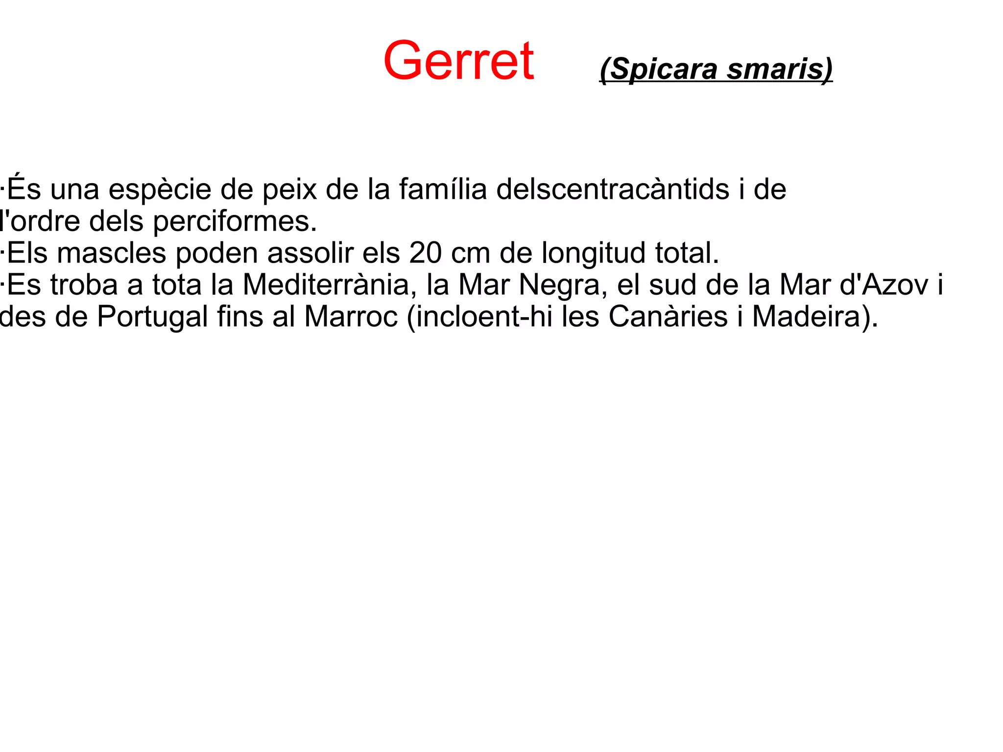                          Gerret        (Spicara smaris) ·És una espècie de peix de la família delscentracàntids i de l'ordre dels perciformes. ·Els mascles poden assolir els 20 cm de longitud total. ·Es troba a tota la Mediterrània, la Mar Negra, el sud de la Mar d'Azov i des de Portugal fins al Marroc (incloent-hi les Canàries i Madeira). 