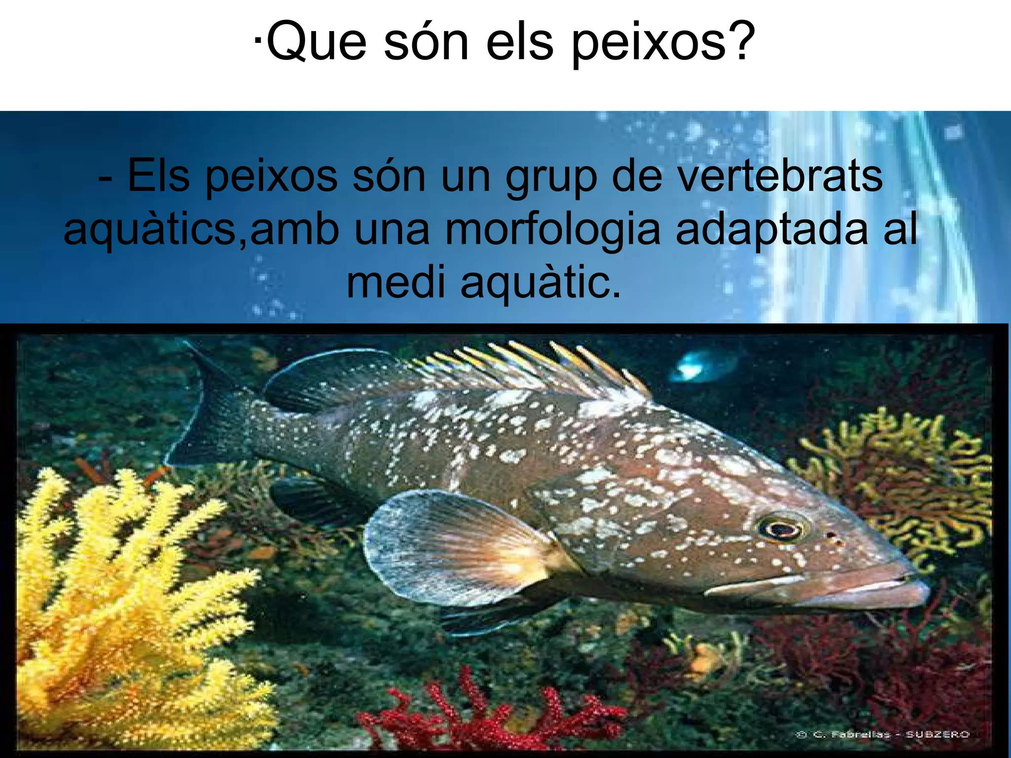 ·Que són els peixos?   - Els peixos són un grup de vertebrats aquàtics,amb una morfologia adaptada al medi aquàtic.  