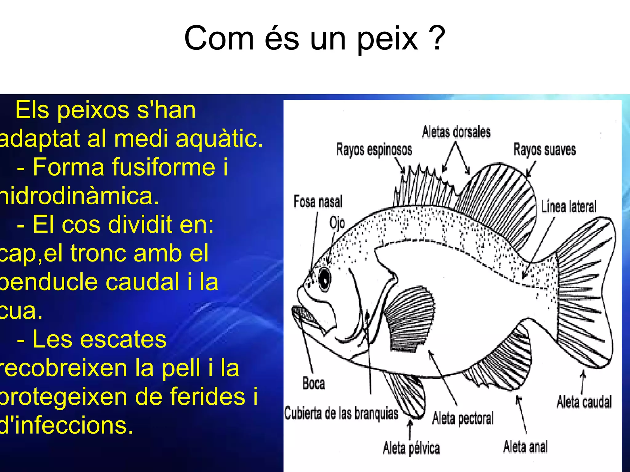 Com és un peix ?         Els peixos s'han adaptat al medi aquàtic.      - Forma fusiforme i hidrodinàmica.     - El cos dividit en: cap,el tronc amb el penducle caudal i la cua.      - Les escates recobreixen la pell i la protegeixen de ferides i d'infeccions. 