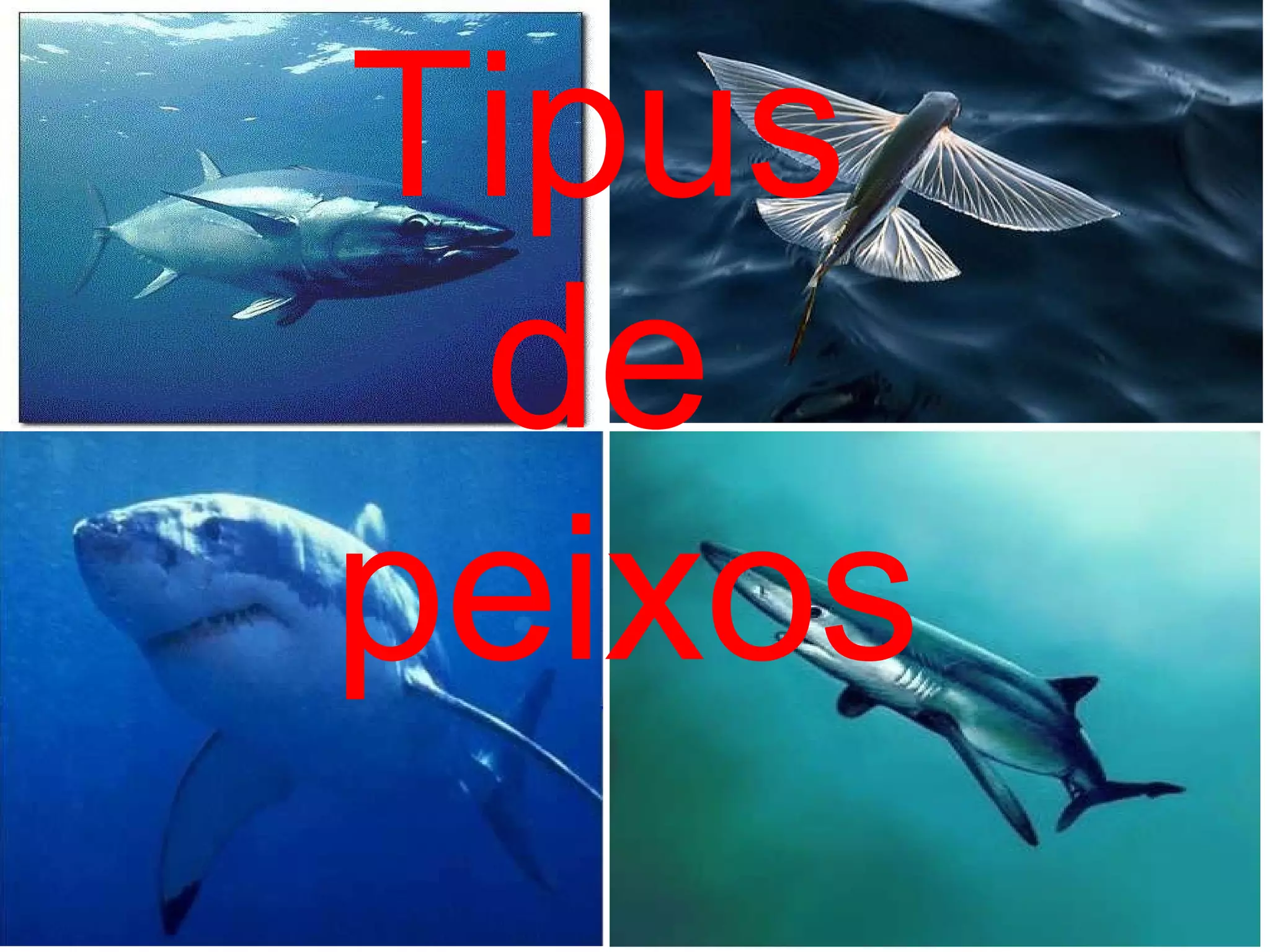                    Tipus  de  peixos 