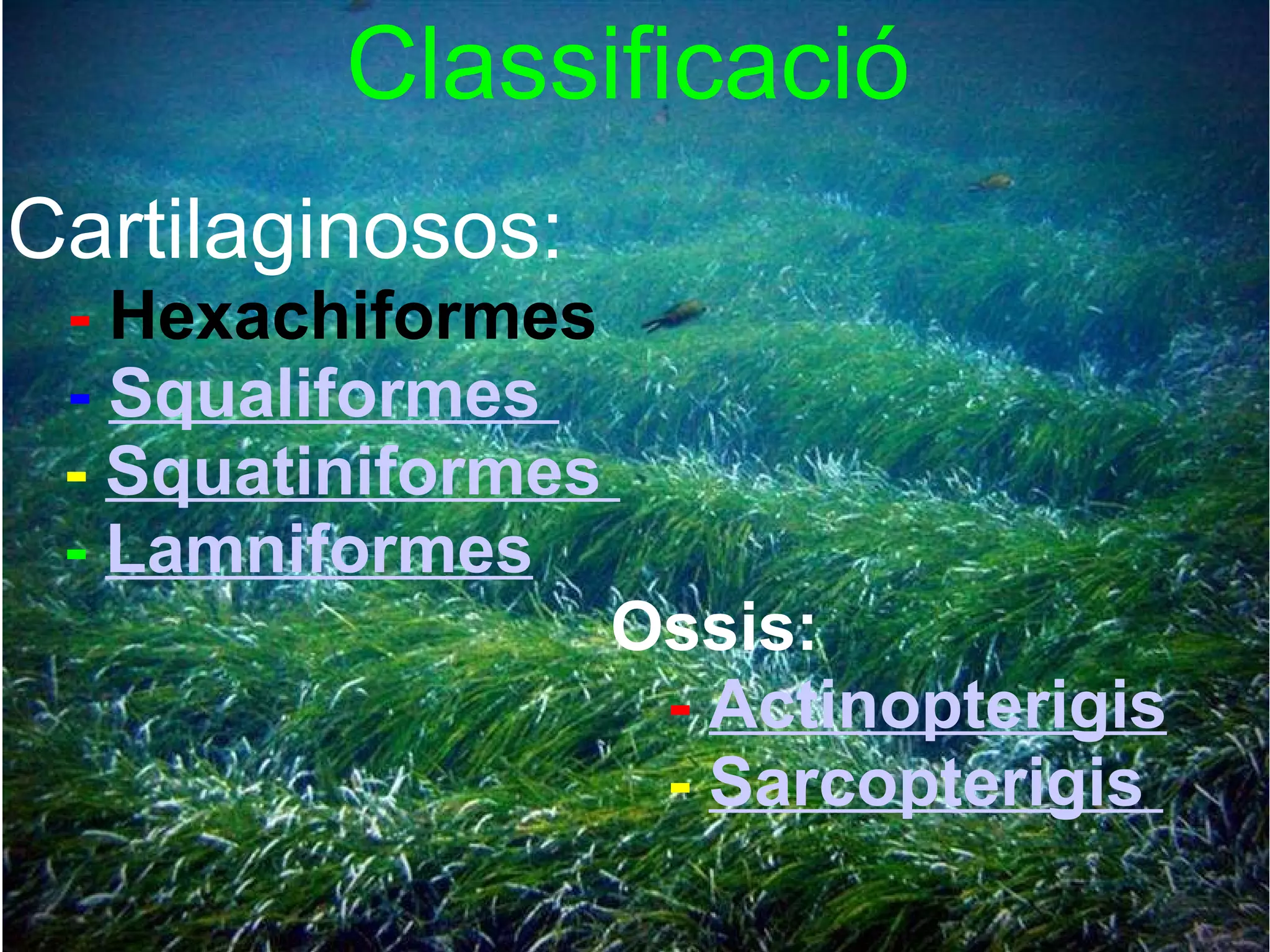        Classificació Cartilaginosos:       -  Hexachiformes          -   Squaliformes      -   Squatiniformes      -   Lamniformes                                  Ossis:                                     -   Actinopterigis                                       -   Sarcopterigis  