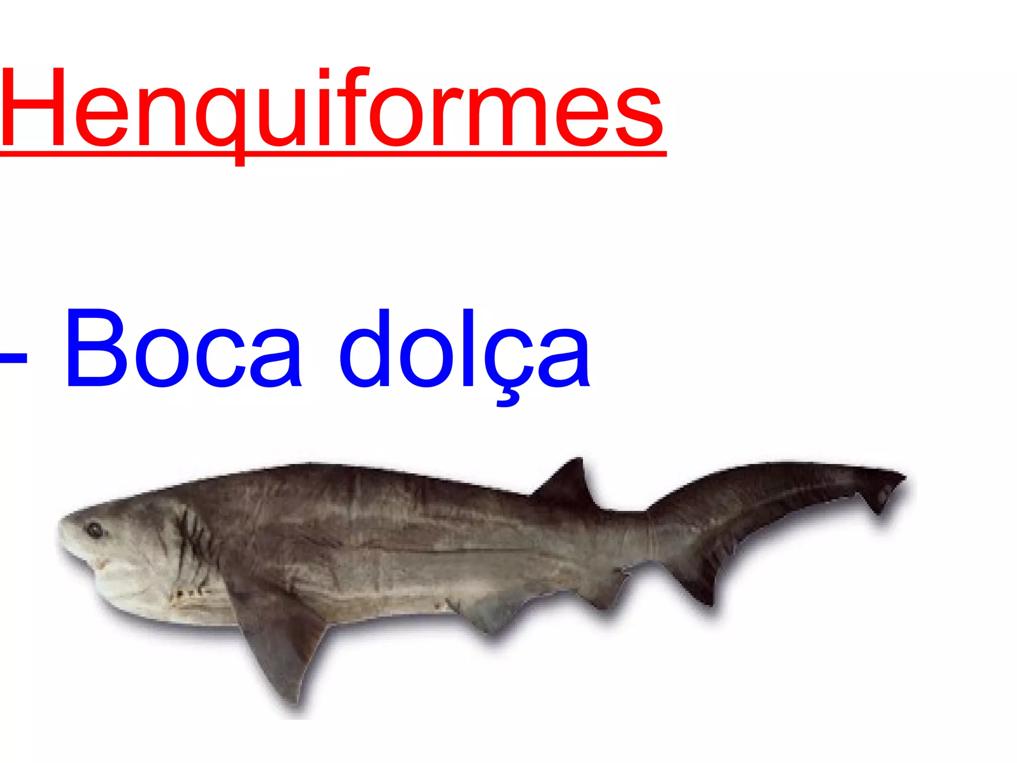 Henquiformes   - Boca dolça 