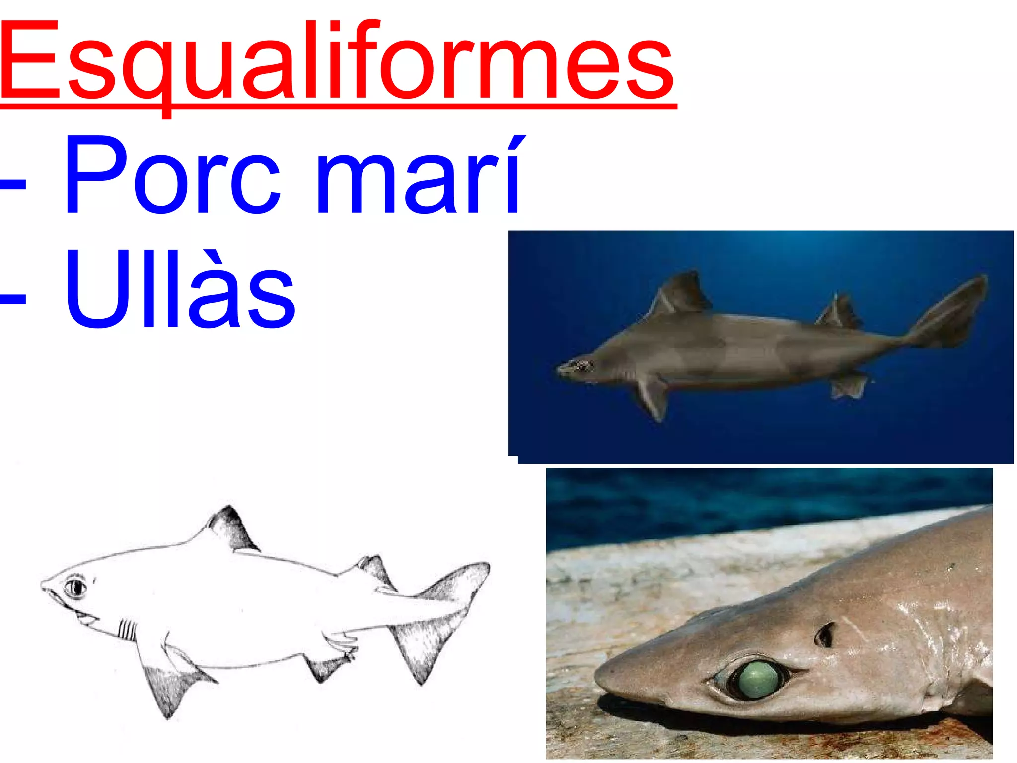 Esqualiformes    - Porc marí  - Ullàs 