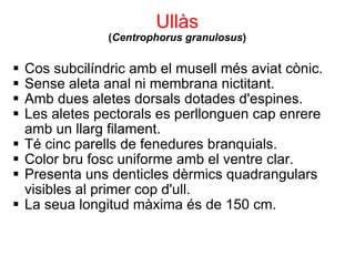Ullàs ( Centrophorus granulosus ) <ul><ul><li>Cos subcilíndric amb el musell més aviat cònic. </li></ul></ul><ul><ul><li>S...