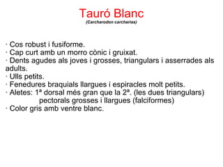 Tauró Blanc (Carcharodon carcharias) <ul><li>· Cos robust i fusiforme. </li></ul><ul><li>· Cap curt amb un morro cònic i g...